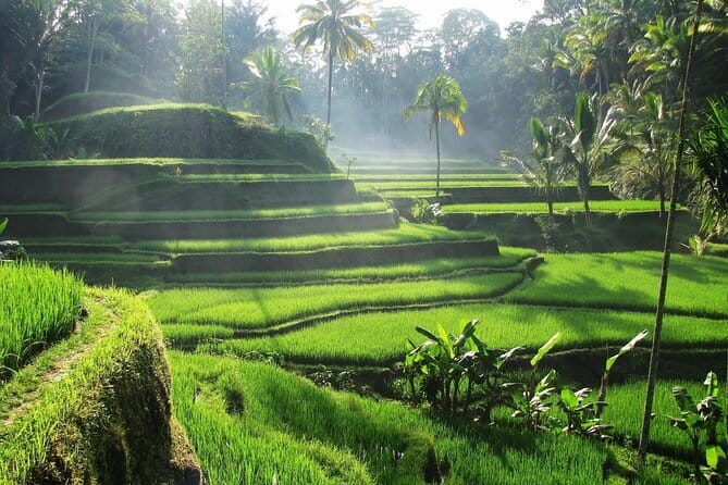 Ubud: Monkey Forest, Rice Terraces and Jungle Swing Tour - Tirta Empul: a temple visit with real meaning