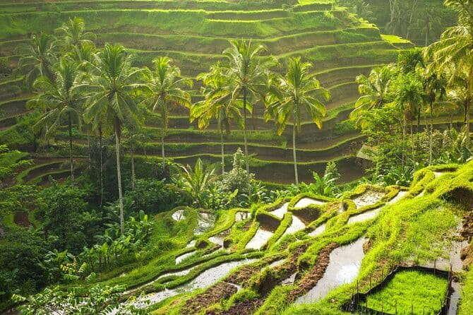 Ubud: Monkey Forest, Rice Terraces and Jungle Swing Tour - Tegalalang Rice Terrace: Bali’s farming tradition