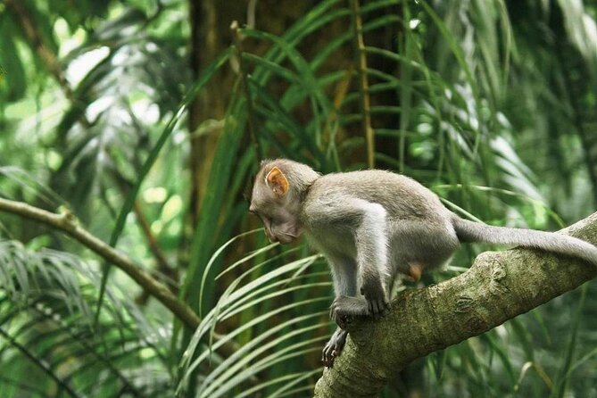 Ubud Monkey Forest, Scenic Rice Terrace with Swing and Waterfall - Tegalalang Rice Terrace: Beautiful, Famous, and Not Entirely Rural
