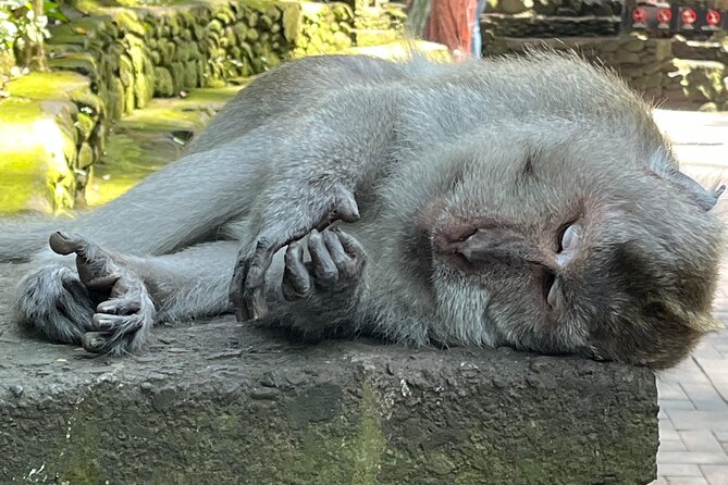 Ubud Private Nature and Temple Tour - What this Ubud day tour is really offering