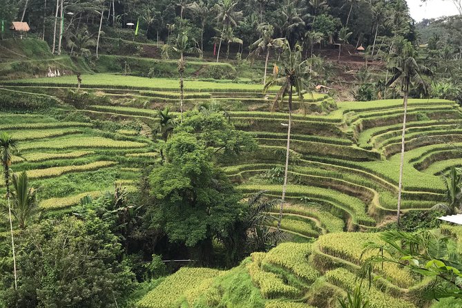 Ubud Private Tour : Best Of Ubud - Guided Tour - Lunch at D Alas Warung