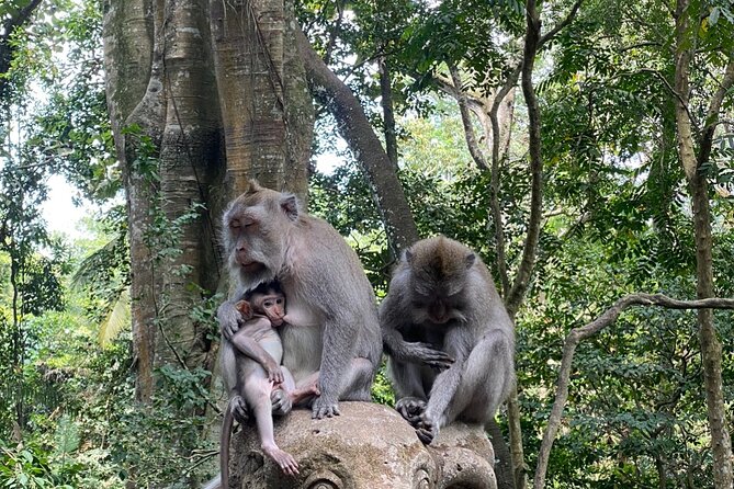 Ubud Private Tour: Monkey Forest, Rice Terrace, Temple, Waterfall - What this Ubud day covers
