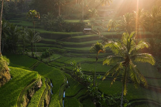 Ubud Private Tour - Waterfalls, Water Temple & Rice Terraces - Tirta Empul, Bali’s sacred spring water temple