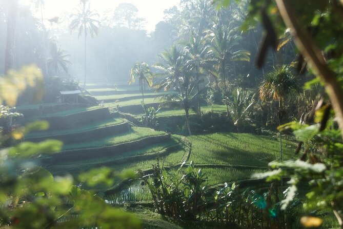 Ubud Private Tour - Waterfalls, Water Temple & Rice Terraces - Tegallalang Rice Terraces to finish the day