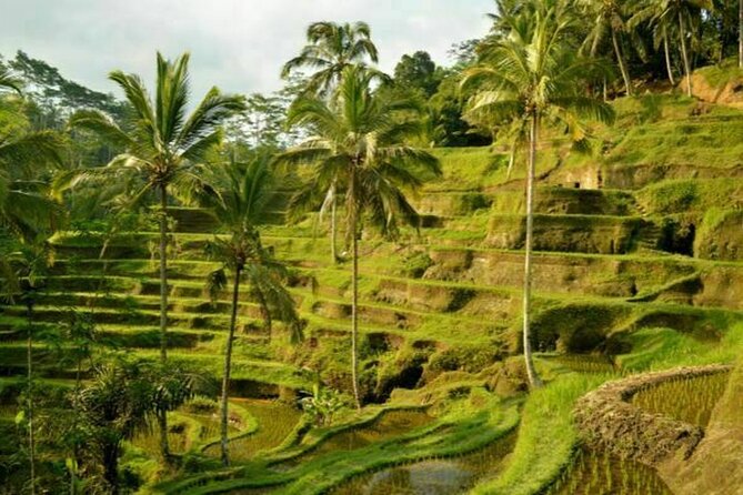 UBUD Spring Temple, Waterfall, Rice Terraces Private Tour - Four Ubud sights in one private day