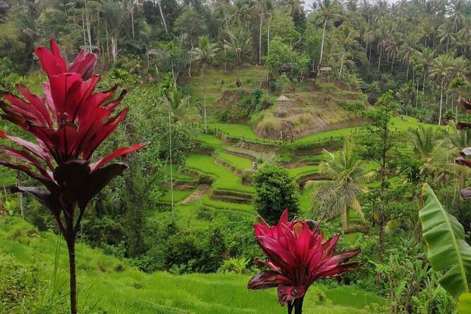 UBUD Spring Temple, Waterfall, Rice Terraces Private Tour - Tirta Empul and the meaning of water purification