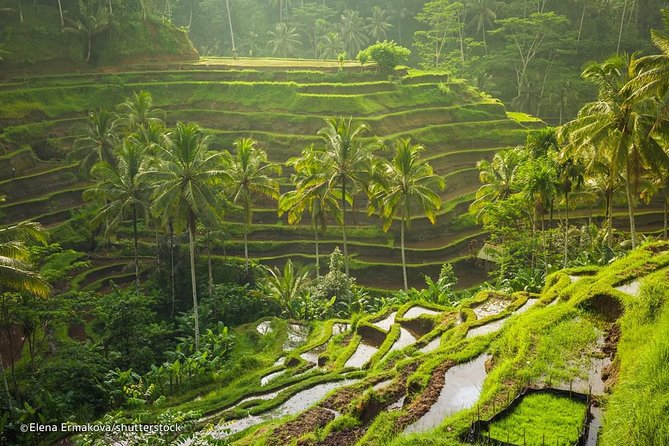 Ubud Surounding Tour - Tegalalang Rice Terrace: a short walk through Bali’s farm country