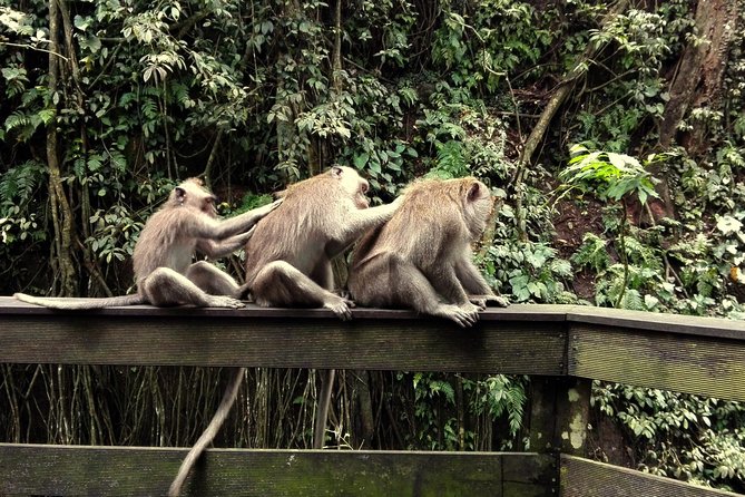 Ubud Surounding Tour - Segara Windhu Coffee Plantation: luwak coffee with a complicated story