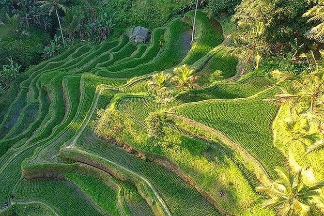 Ubud: Swing - Monkey Forest - Waterfall - Temple - Rice Terraces - Art Crafts - A short look at Bali’s woodcarving tradition