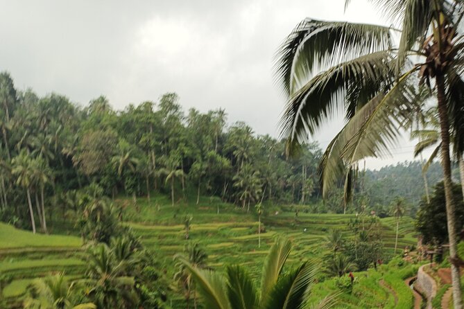UBUD : Temple and Waterfall All Inclusive Day Tour - Coffee, lunch, and the stops between