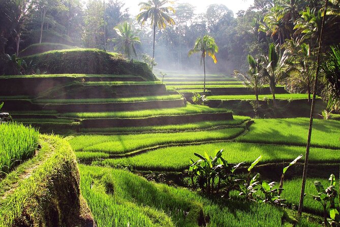 UBUD : Temple and Waterfall All Inclusive Day Tour - Tirta Empul: Bali’s sacred water rituals