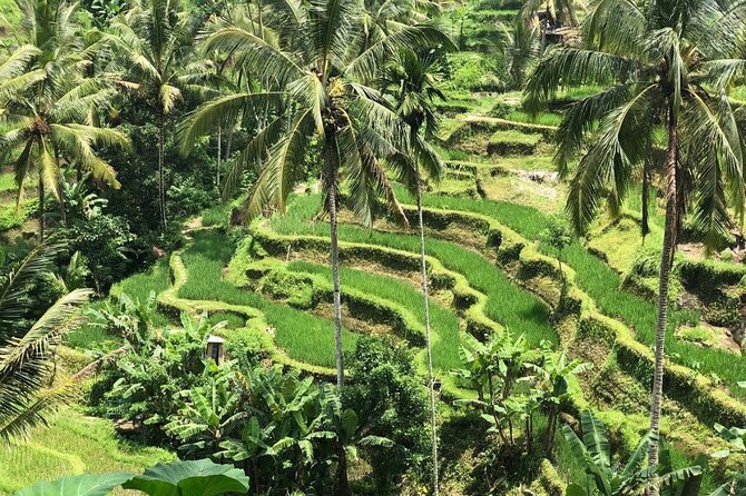 Ubud Temples, Waterfalls, Rice Terraces & Balinese Culture - Tegalalang Rice Terrace: Bali’s most recognizable farming view