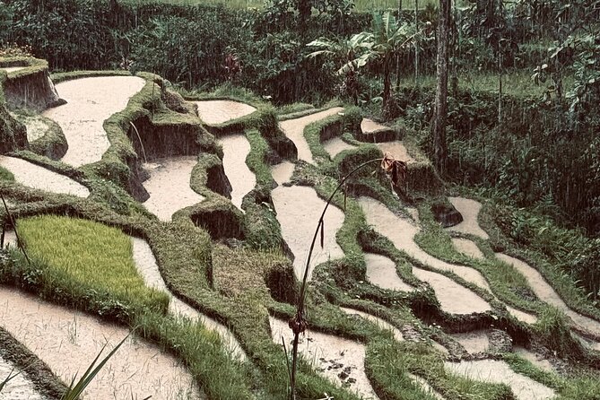 Ubud Top Tours to Discover Bali’s Cultural and Natural Wonders - Stop 3: Sacred Monkey Forest Sanctuary