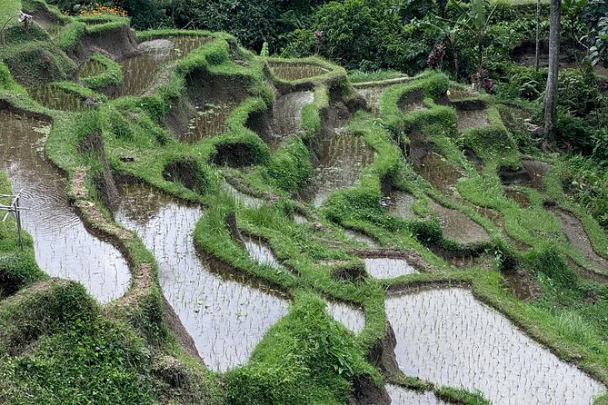 Ubud Top Tours to Discover Bali’s Cultural and Natural Wonders - Stop 4: Pakudui Village and the Tegalalang rice terraces