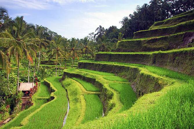 Ubud Tour - Best of Ubud - All Inclusive - Reading Bali’s irrigation story at Tegalalang