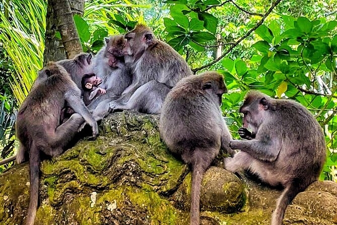Ubud Tour - Highlight of Ubud - Traditional Tour - The Private Vehicle and Pickup Question