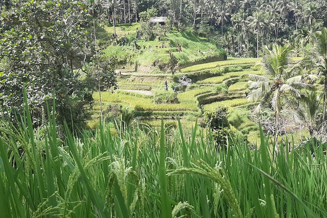Ubud Tour - Highlights of Ubud - Tegalalang Rice Terrace: classic Ubud views with limited time
