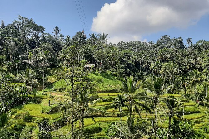 Ubud Tour - Highlights of Ubud - What the driver-guide adds to the day