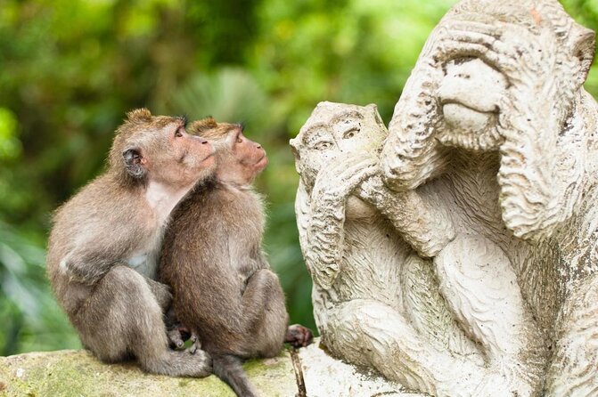 Ubud Tour Monkey Forest, Rice Terrace, Swing, Temple, Waterfall - Key things to know before you book