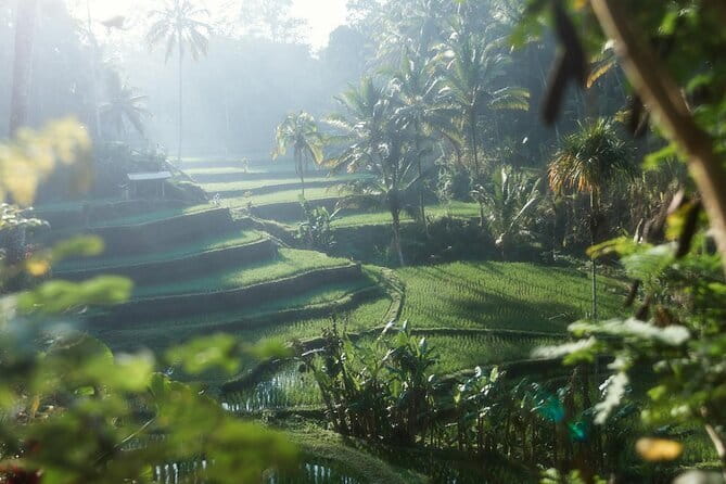 Ubud Tour Water Temple with Jungle Swing - Starting at the Sacred Monkey Forest