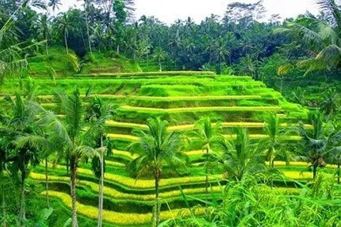 Ubud Tour Water Temple with Jungle Swing - What the private driver adds