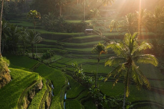 Ubud Tour Water Temple with Jungle Swing - Understanding Tirta Empul’s sacred springs