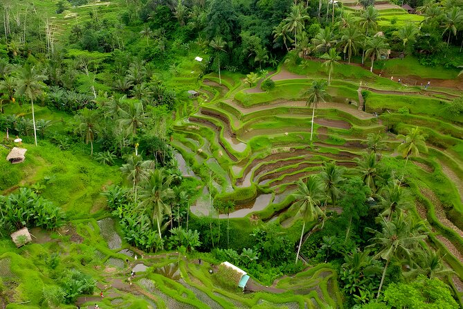 Ubud VW Safari Bali Tour - Volkswagen Classic Car Trip - Tegalalang Rice Terrace: views with a busy schedule