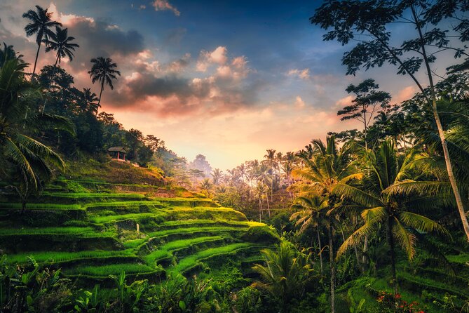 Ubud waterfall, rice terraces, and swing explore - What this six-hour Ubud trip is really like