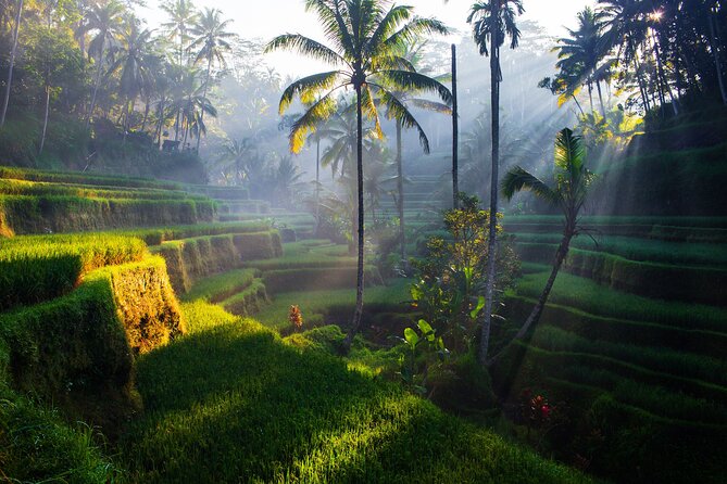 Ubud waterfall, rice terraces, and swing explore - Balinese coffee adds a small cultural layer