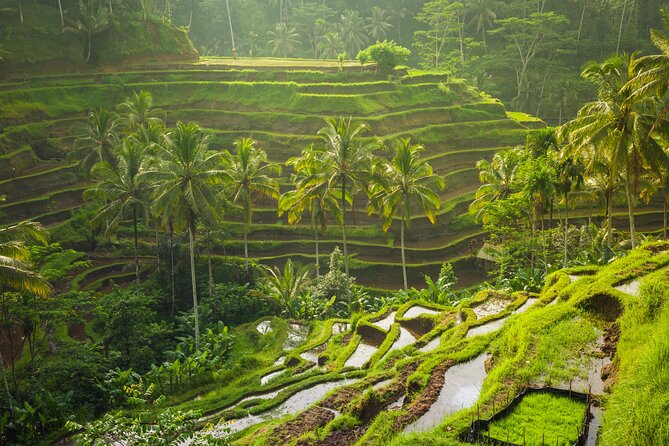 Ubud waterfall, rice terraces, and swing explore - Is $41 a fair price?