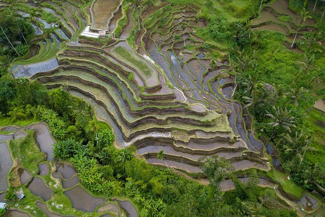 Ubud White Water Rafting, Rice Terrace and Jungle Swing - What the $65 Price Really Covers