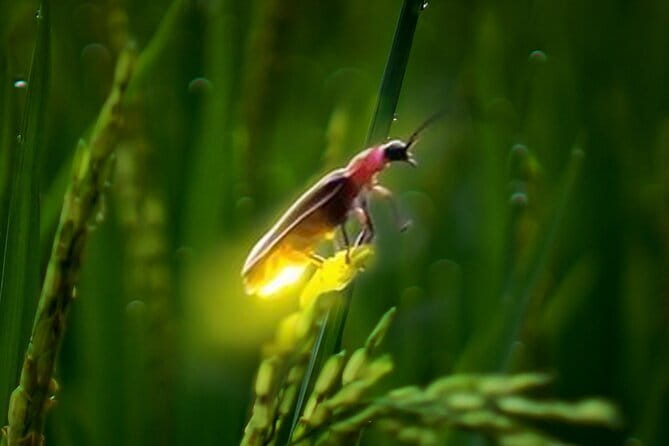 VIllage Firefly Night Tour - Ubud Bali - Practical details before you book