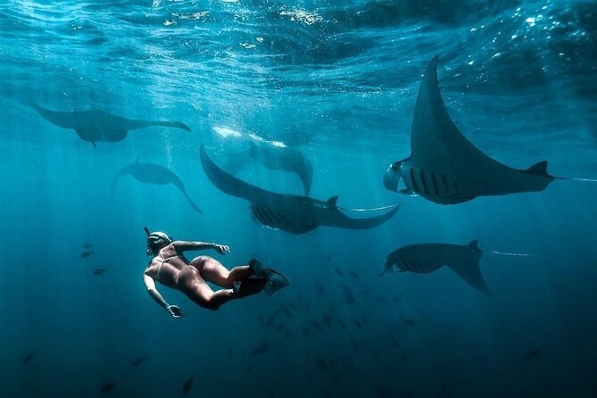 VIP Private Boat to Nusa Penida: Snorkeling with Mantas + Land Tour Adventure - Kelingking Cliff and the famous T-Rex view