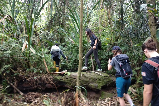 volcano hike and jungle trekking adventure - Inside Mt. Salak’s crater area