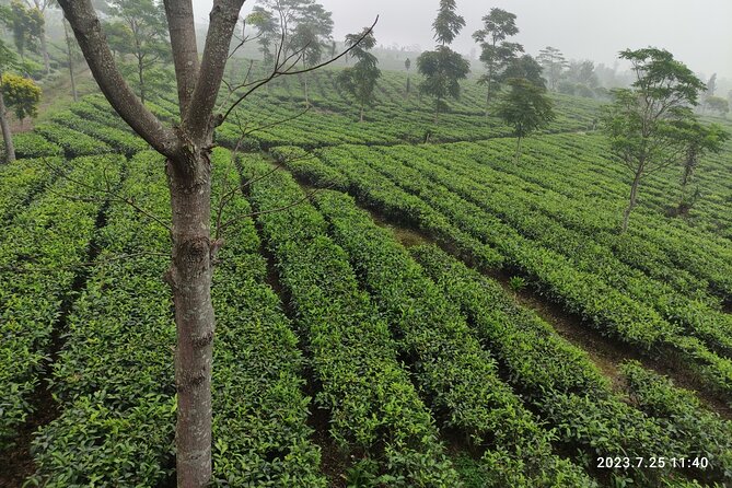 Volcano, Hot Spring, Tea Factory, rice fields and Coffee Tour - A full day from Jakarta into West Java