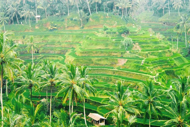 Volcano Jeep Adventure and Ubud Tour - Who should choose this tour?