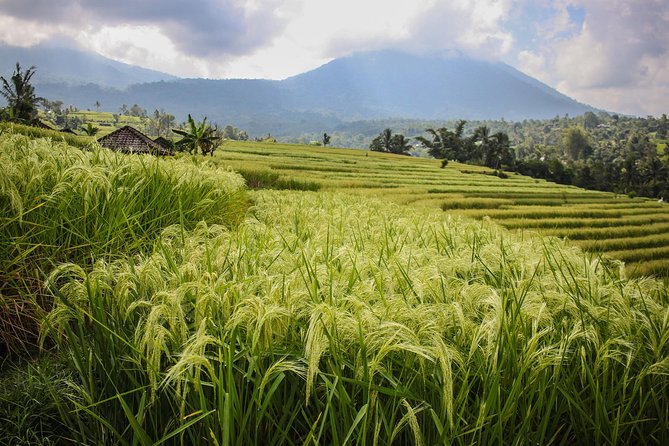 West Bali Tour: Taman Ayun, Ulun Danu Beratan, Jatiluwih Rice Terrace, Tanah Lot - What the $45 price really covers