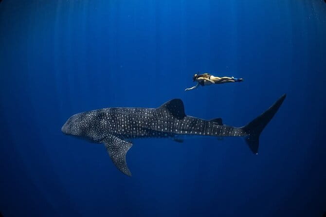Whale Shark Adventure 2 Days 1 Night Sharing Trip - The shared-tour format and what it means