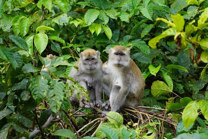 Wonderful 2Days 1Night Bukit Lawang Jungle Trekking Free Rafting - What the $145.12 price really covers