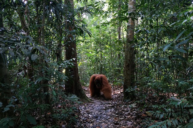 Wonderful 7 Days North Sumatra Tour (Include: 2 Days 1 Night Jungle Trekking) - Day 5: Sipiso-piso Waterfall and the road to Lake Toba