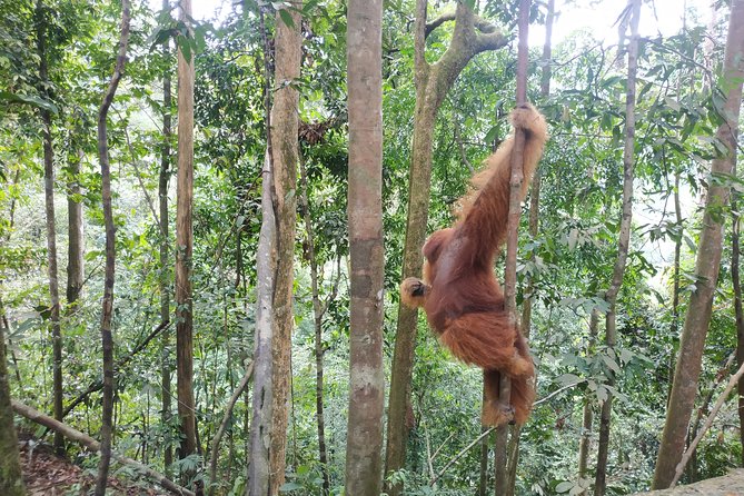 Wonderful 7 Days North Sumatra Tour (Include: 2 Days 1 Night Jungle Trekking) - Days 2 and 3: Orangutans, forest trails, and a river ride