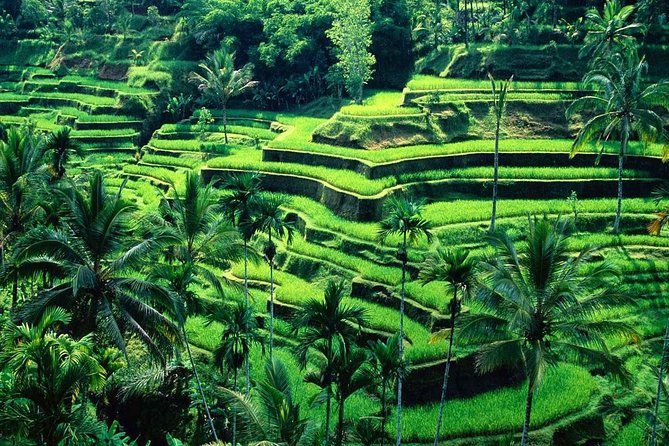 Wonderful Of Ubud Tours - A private Ubud day with a lot packed in