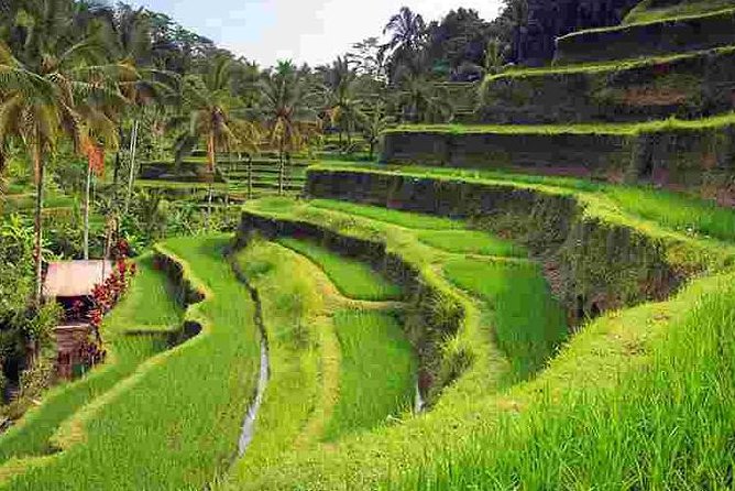 Wonderful Of Ubud Tours - Entering Goa Gajah, the Elephant Cave